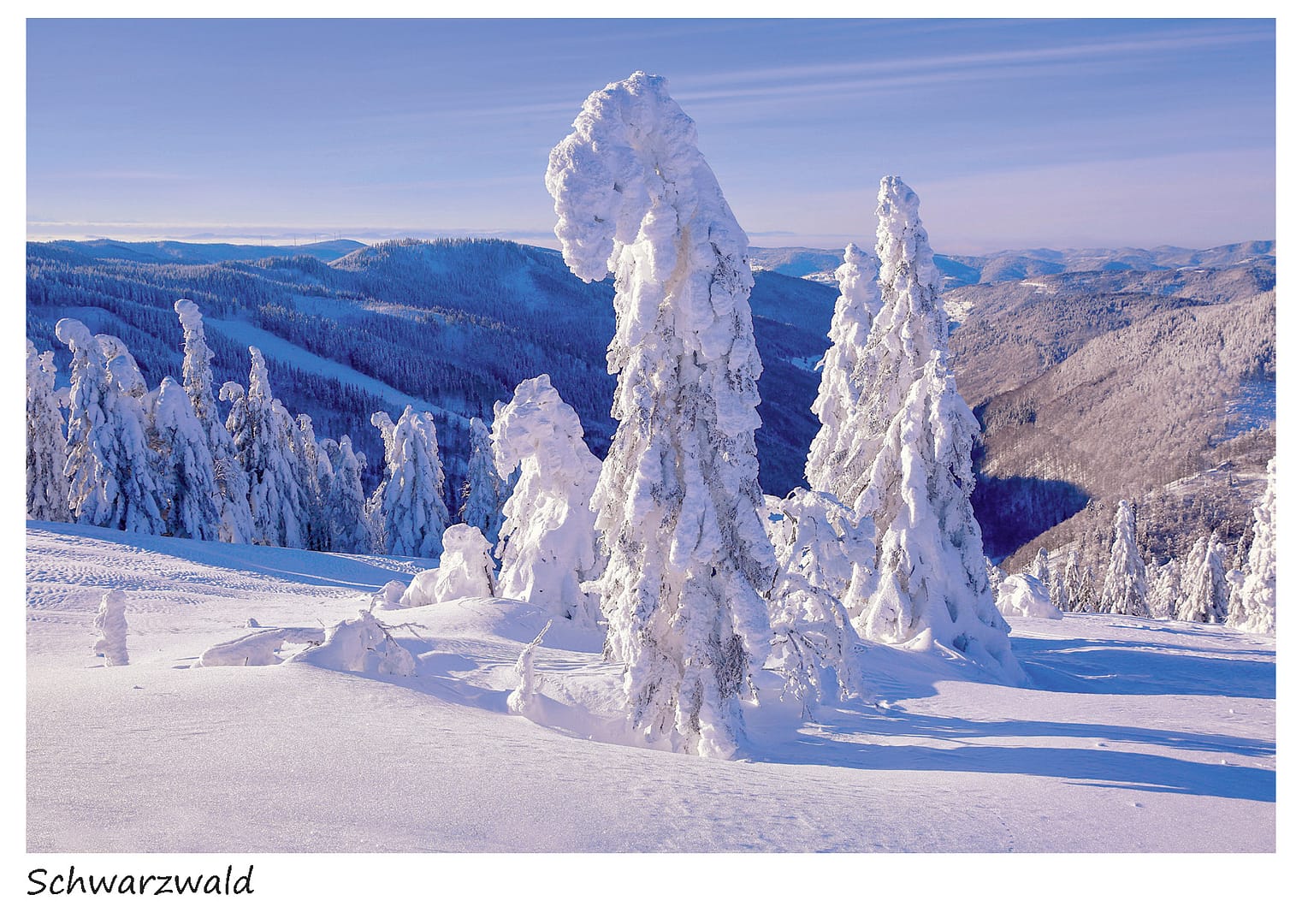 Schneebäume auf dem Feldberg