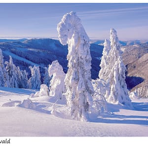Schneebäume auf dem Feldberg