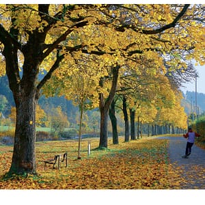 Dreisamweg im Herbst